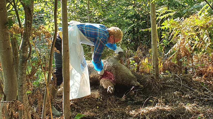 Foto på Emil Wikström Lassa som provtar ett dött vildsvin utanför Fagersta.