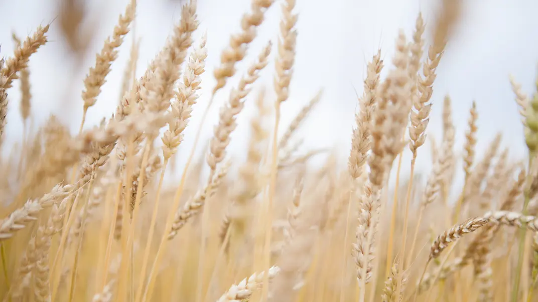 Wheat swaying in the wind, blue sky in the background.