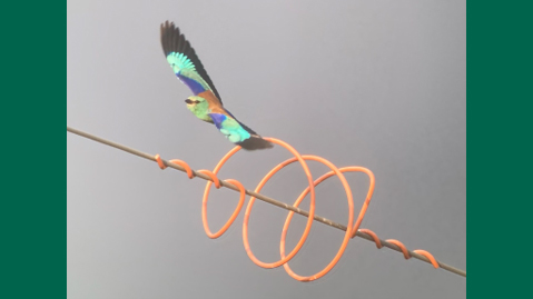 Foto av en blåkråka som flyger vid en el-ledning.