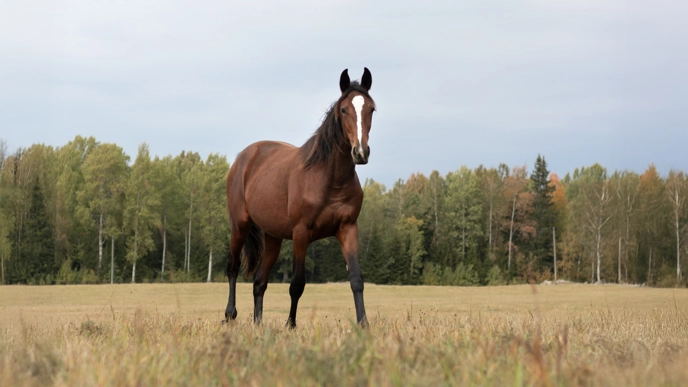Photo of a brown trotting horse outdoors in a paddock during early fall.