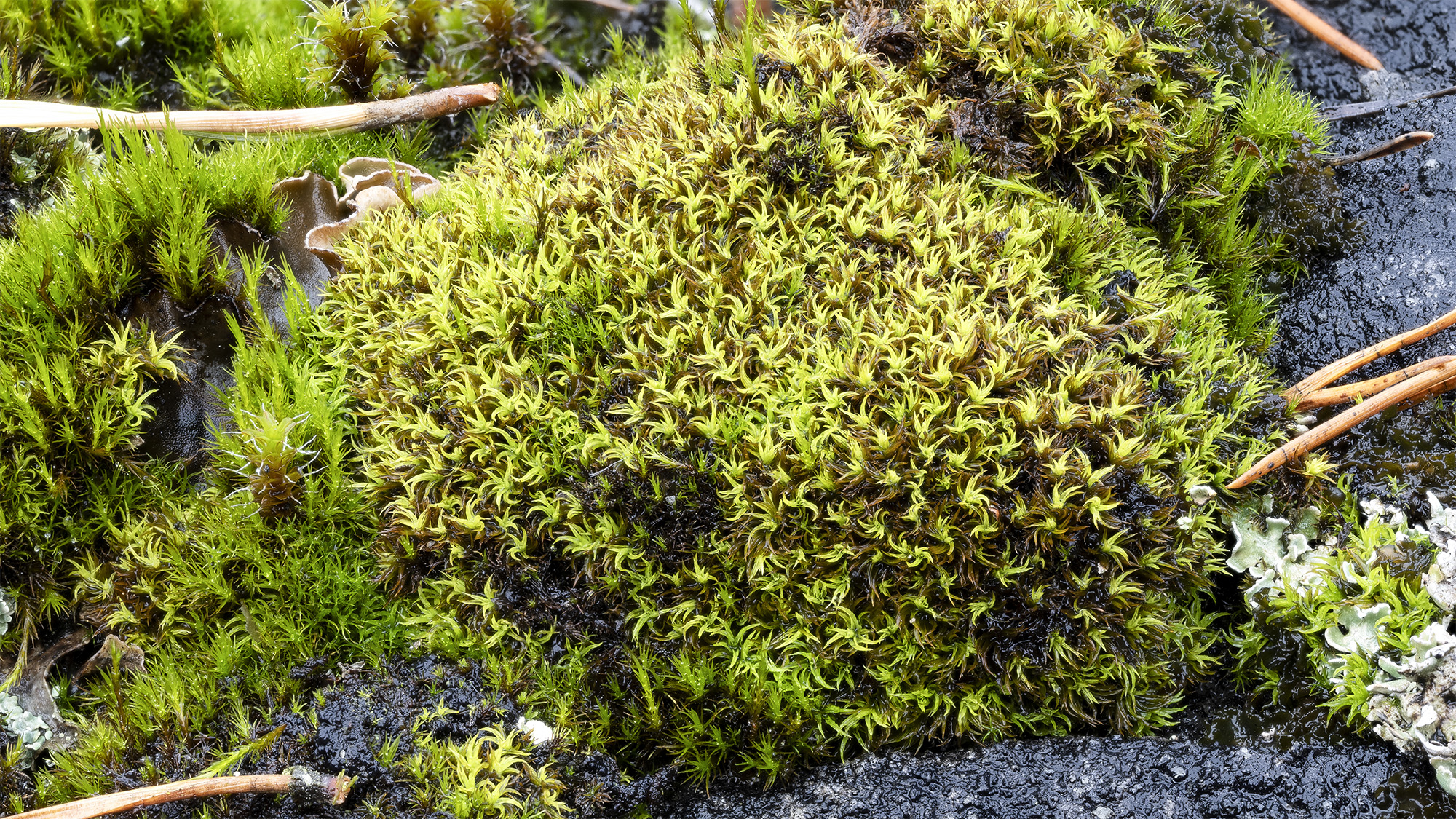 Mossa som bildar en tät gulgrön mosskudde på fuktig bergsyta. Foto