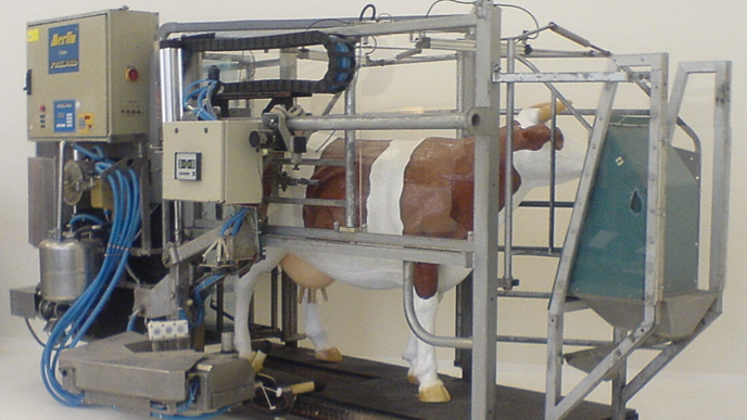 Cow dummy standing in an automatic milking machine.
