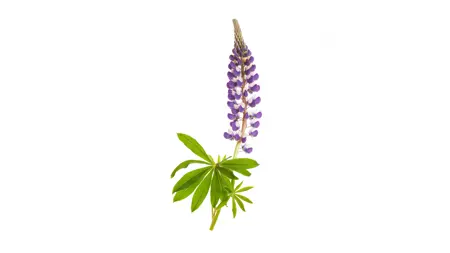A photo of a Large-leaved lupine on white background.