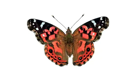 A cutout photo of a red and black tropical butterfly.