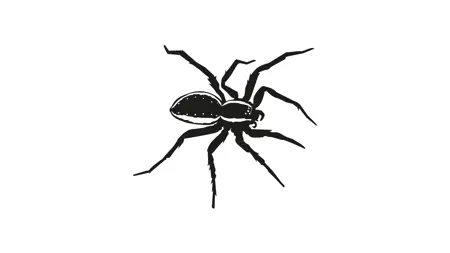 Black silhouette of a Raft spider.