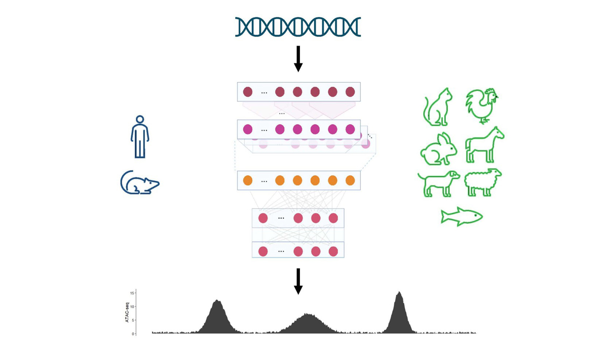Secuence Model How well do genomic sequence-to-function models generalize to non-model ...