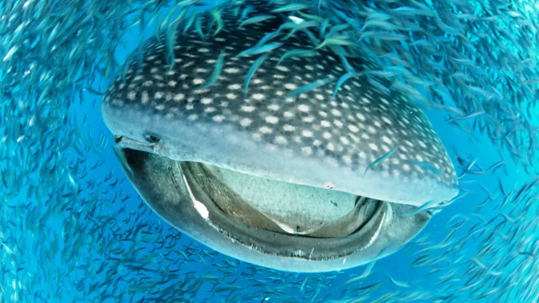 Whale shark. Photo: Humberto Ramirez