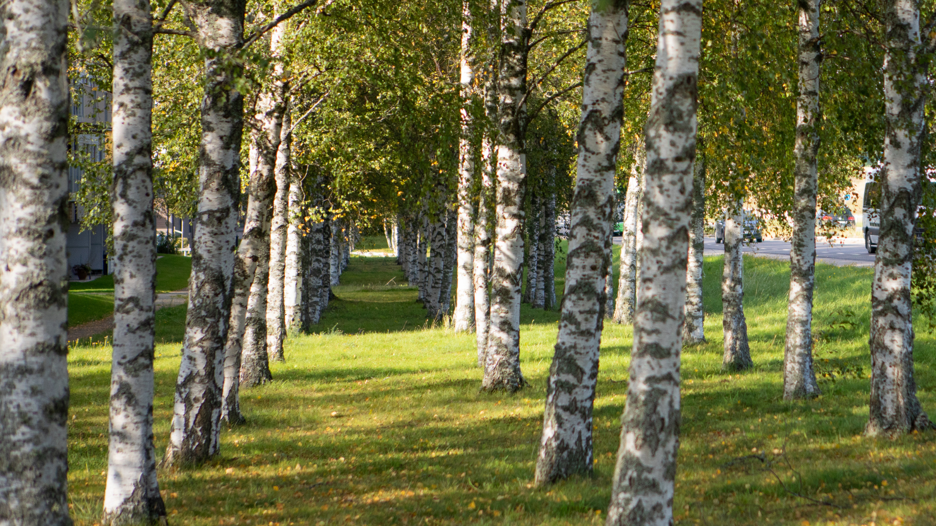 Björkträd som står i rader på en grön gräsmatta. 