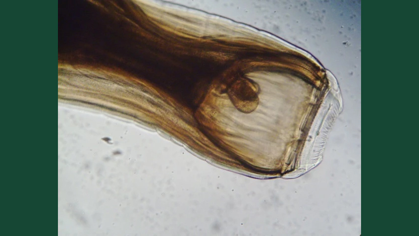 Foto av den stora blodmasken (Strongylus vulgaris) mot vit bakgrund.