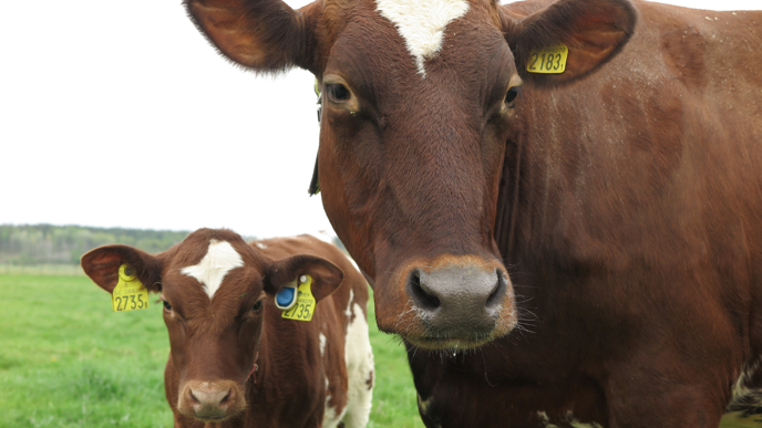 Close-up of two brown and white cows. In the background of the cows, grass and a bright sky are visible.