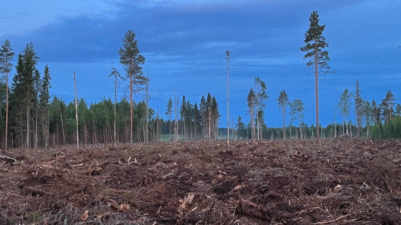 A barren landscape with scattered tree stumps and sparse, tall trees under a vivid blue sky.