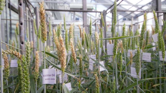 Wheat plants in a greenhouse.