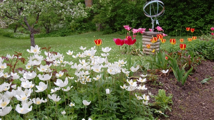 Along a gravel path grow primroses, garden vivax and tulips. In the background, a sundial and several old fruit trees can be seen.