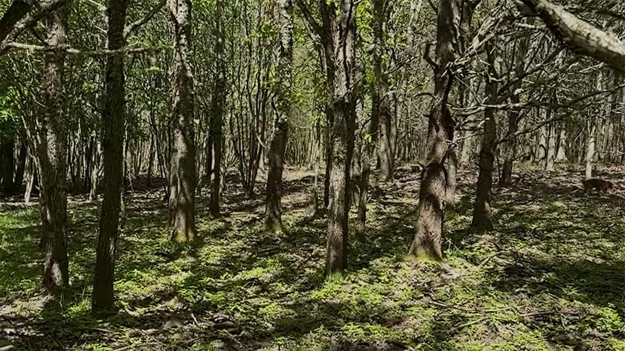 I Snogeholm trängs skogar av olika slag sida vid sida. Några känner vi igen, men vissa finns bara i fantasin - och här. Bild: Daniel Stjärna, SLU.