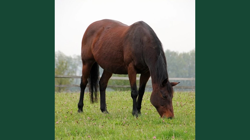 Foto av en brun häst som betar gräs.