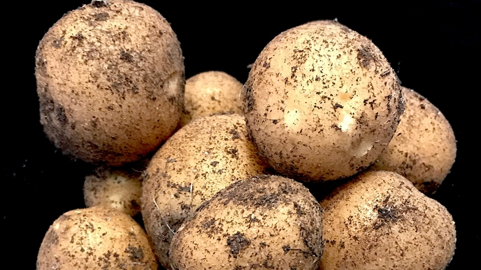 Potato tubers against a black background.