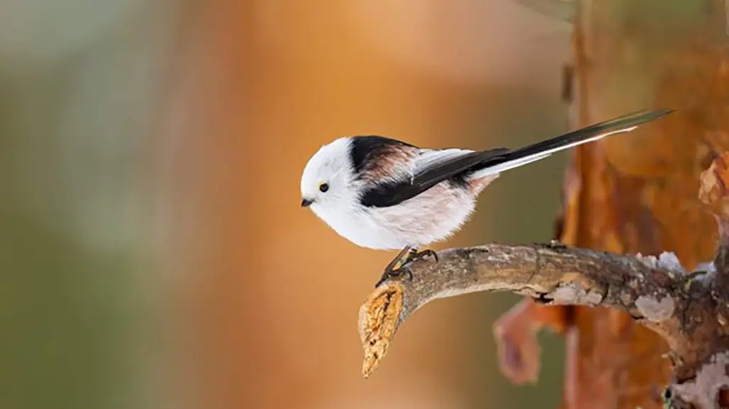Vit-svart fågel på pinne. Foto