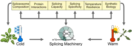 Graphical abstract (Markus Schmid)