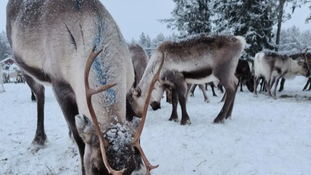 reindeer-outdoors-in-snow