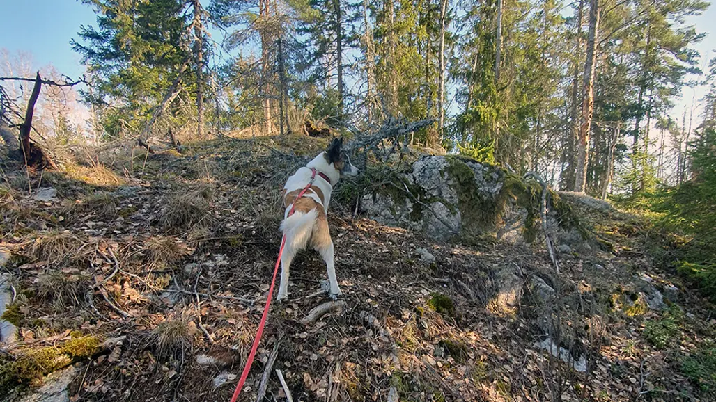 En hund med röd koppel och sele klättrar uppför en stenig och skogig sluttning. I bakgrunden syns höga barrträd under en klarblå himmel. Foto.