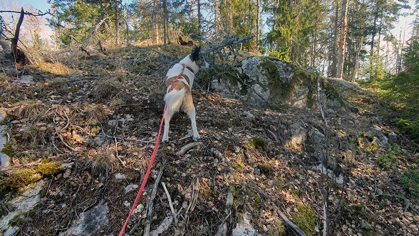 En hund med röd koppel och sele klättrar uppför en stenig och skogig sluttning. I bakgrunden syns höga barrträd under en klarblå himmel. Foto.