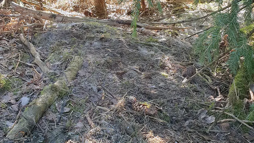 Skogsgolv täckt av torra löv, kvistar och grenar. Gröna barrträd hänger ner från toppen av bilden, och solljus filtreras genom träden och skapar ljus- och skuggfläckar på marken. I bakgrunden syns tät vegetation och öppna ytor. Foto.