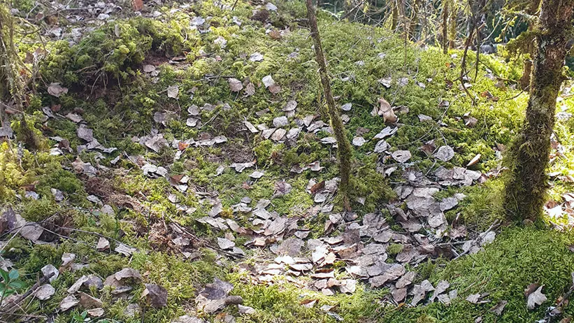 Skogsgolv täckt av grön mossa och torra löv, med några smala trädstammar och grenar. Solljus filtreras genom träden och skapar ljus- och skuggfläckar på marken. I bakgrunden syns fler träd och tät vegetation. Foto.