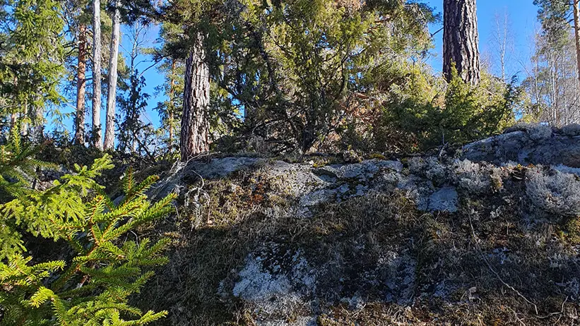 Skogsscen med höga tallar och tät undervegetation. I förgrunden syns ett mossbevuxet klippblock med små växter. Himlen är klarblå, vilket tyder på en solig dag. Foto.