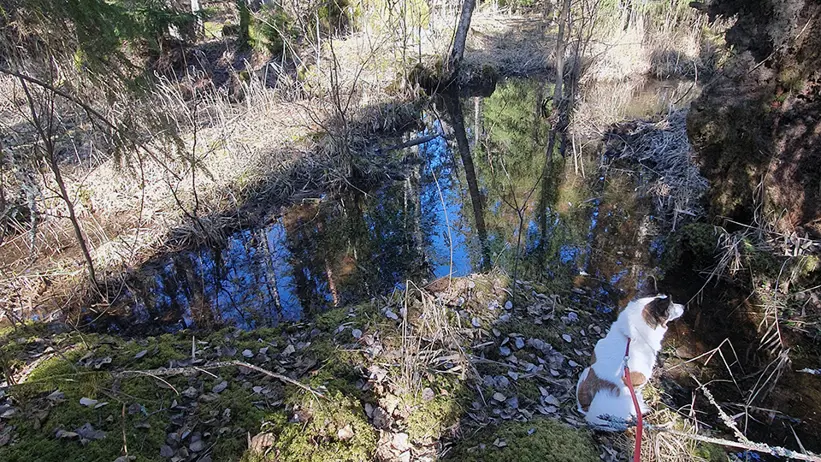 En liten hund med rött koppel sitter på mossig mark nära ett vattendrag i en skog. Skogen har höga träd med grön lövverk, och vattnet speglar den blå himlen och omgivande träd. Marken är täckt av fallna löv och mossfläckar. Foto.