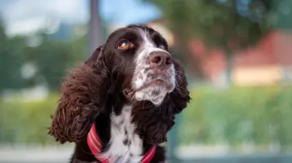 Närbild på en engelsk springer spaniel. Foto Lisa Chröisty.