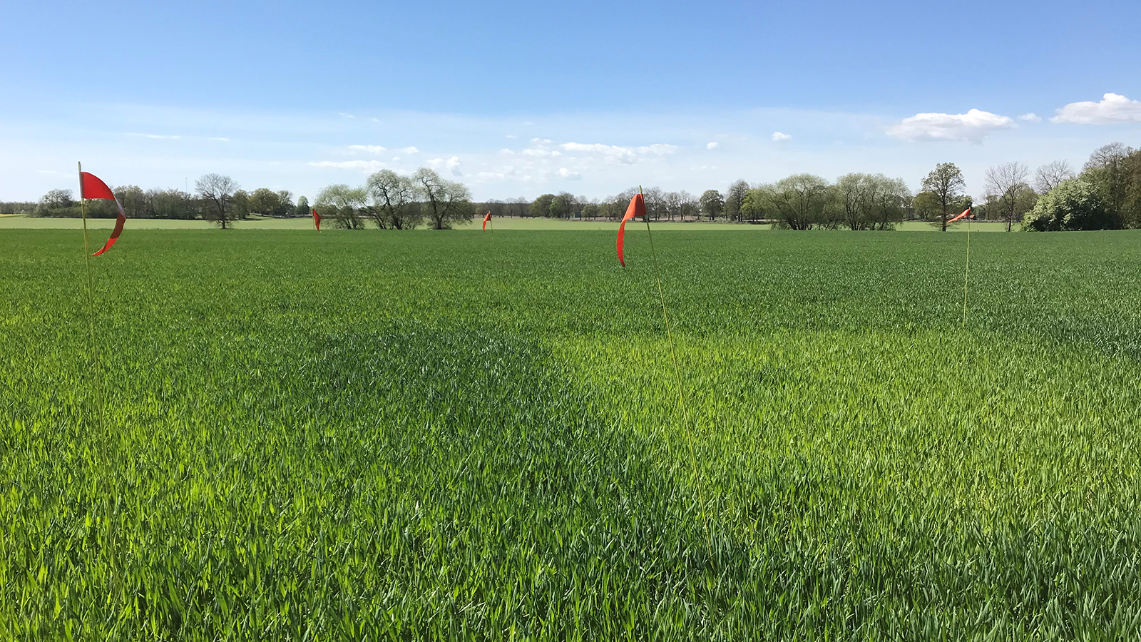 Frodig åker med vimplar på