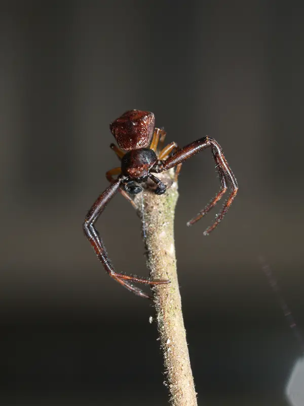 Spindel på en pinne. Foto