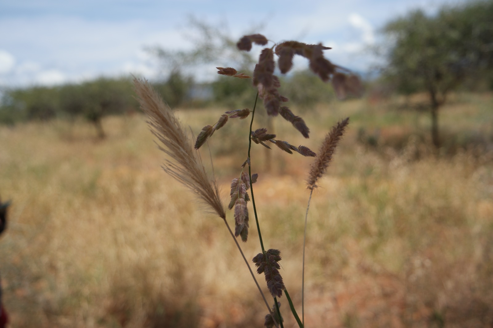 A grass species. Photo: Aida Bargués Tobella, SLU.