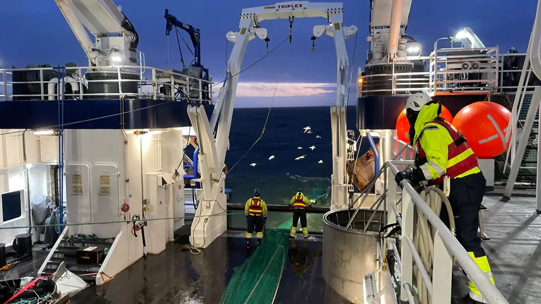 The picture shows a fishing vessel during a trawl tow at dusk or early morning. The crew, dressed in protective clothing and reflective vests, is working on handling the trawl. The sea in the background is dark, and some seagulls hover above, probably hoping to catch something from the catch. The vessel is equipped with cranes and other heavy equipment to handle the nets and catch.