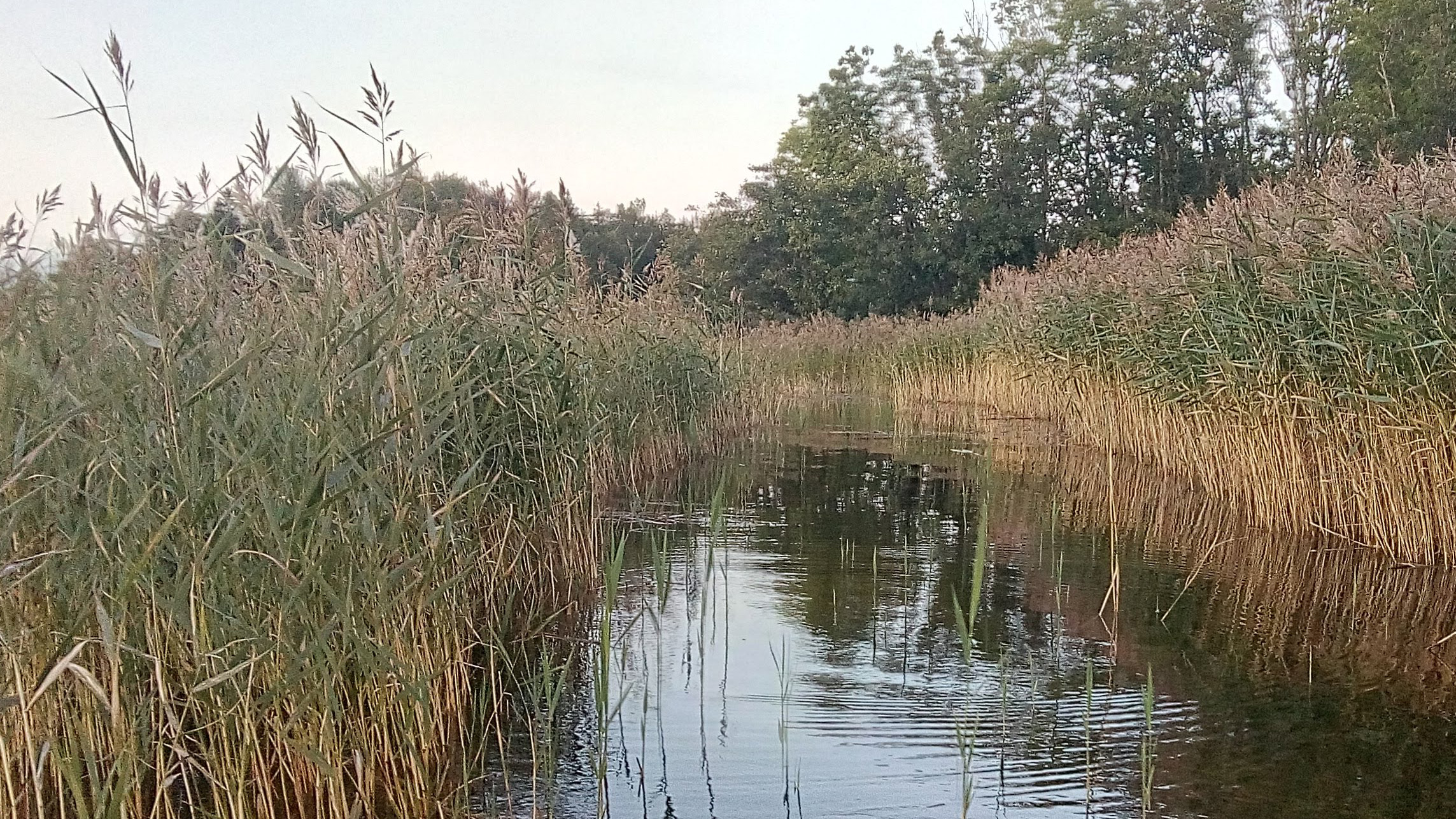 Ett vattendrag med massor med vass på sidorna. Foto Örjan Östman.