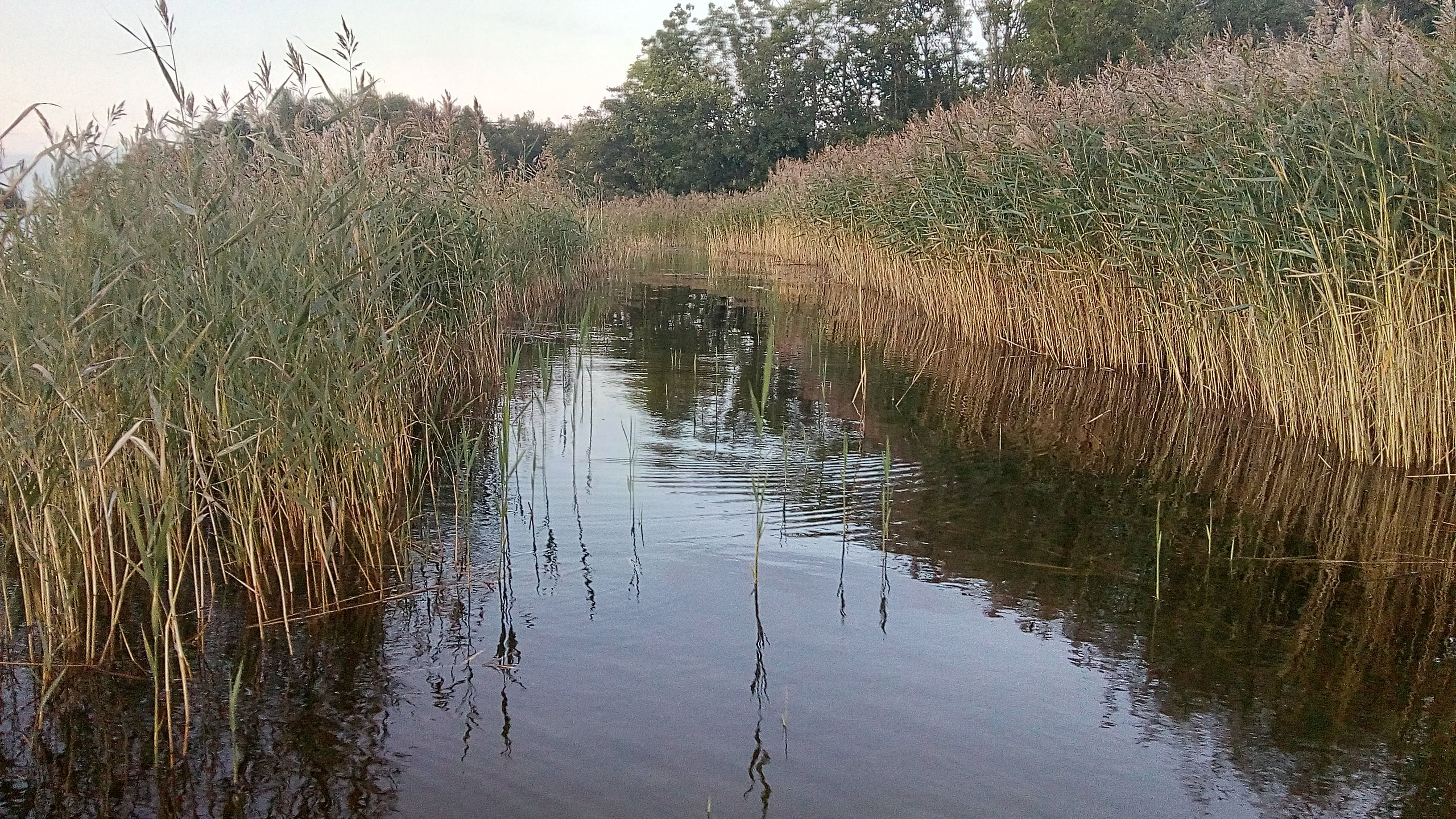 Vattendrag med rikligt med vass på båda sidor. 