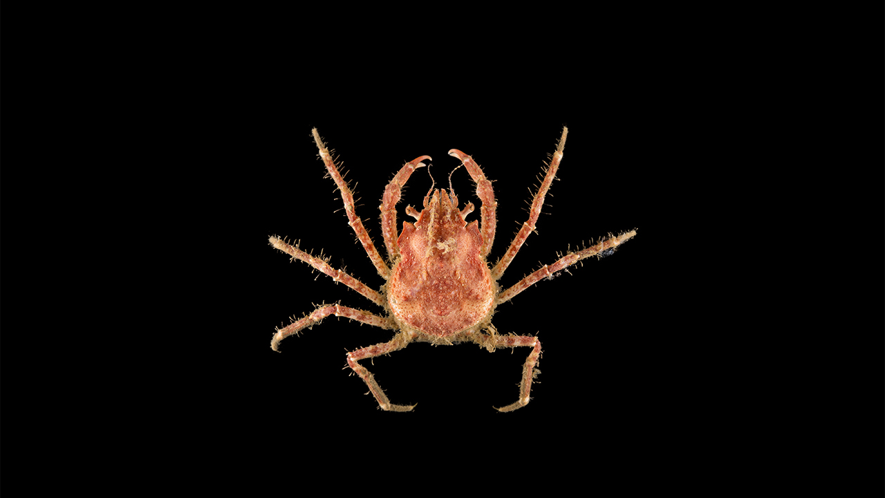 Röd krabba mot svart bakgrund. Foto