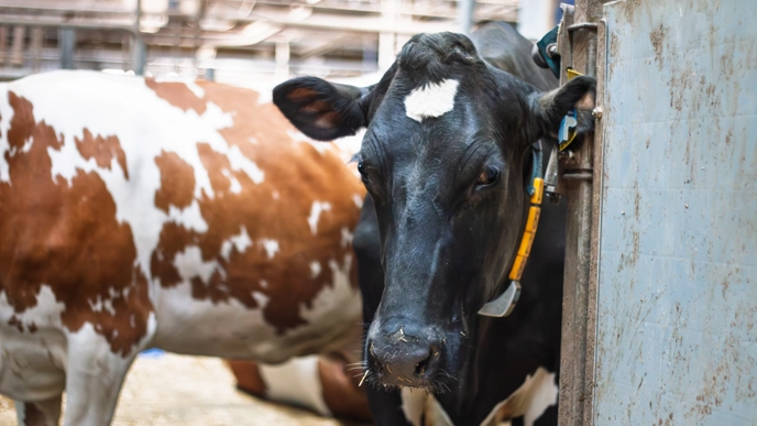 Pictures of loose cows indoors in stable.