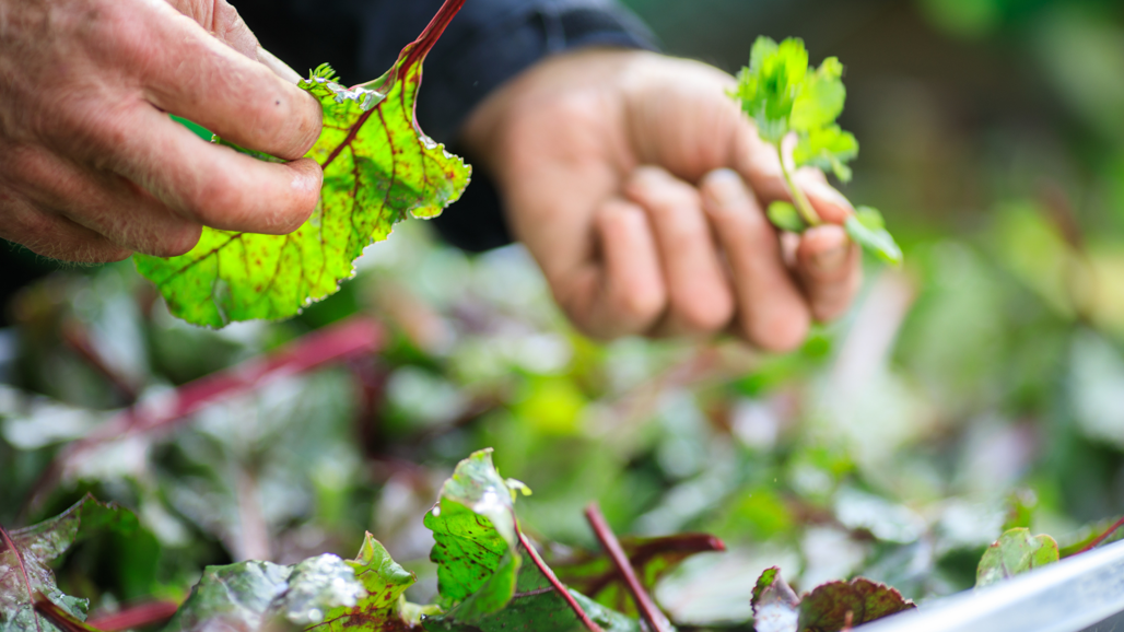 Händer som tar i växter.