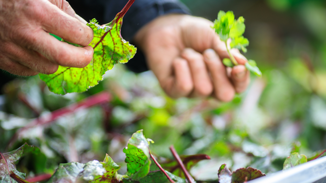 Hands touching plants.