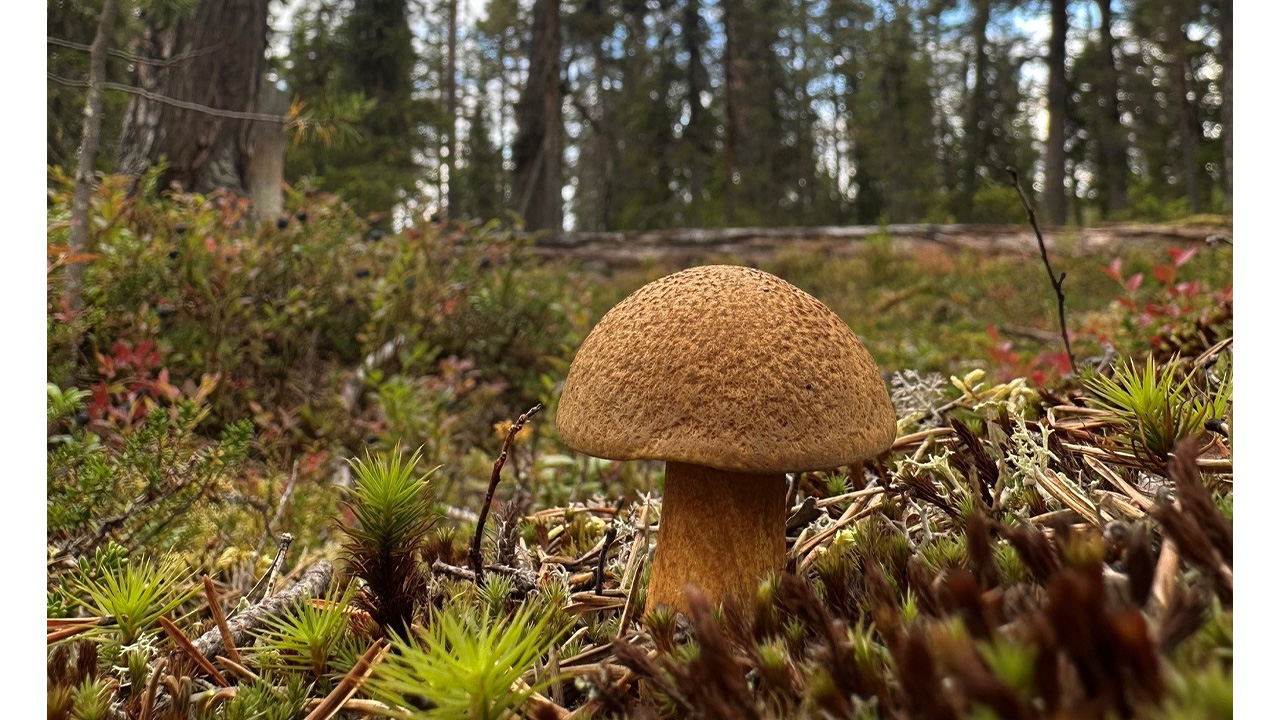 En svamp i skogen, med träd i bakgrunden.