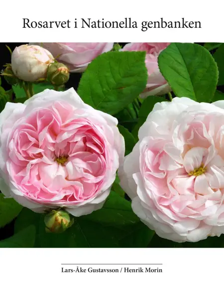 Framsidan av boken "Rosarvet i Nationella genbanken" är vit med ett foto av två rosa, fyllda rosor.