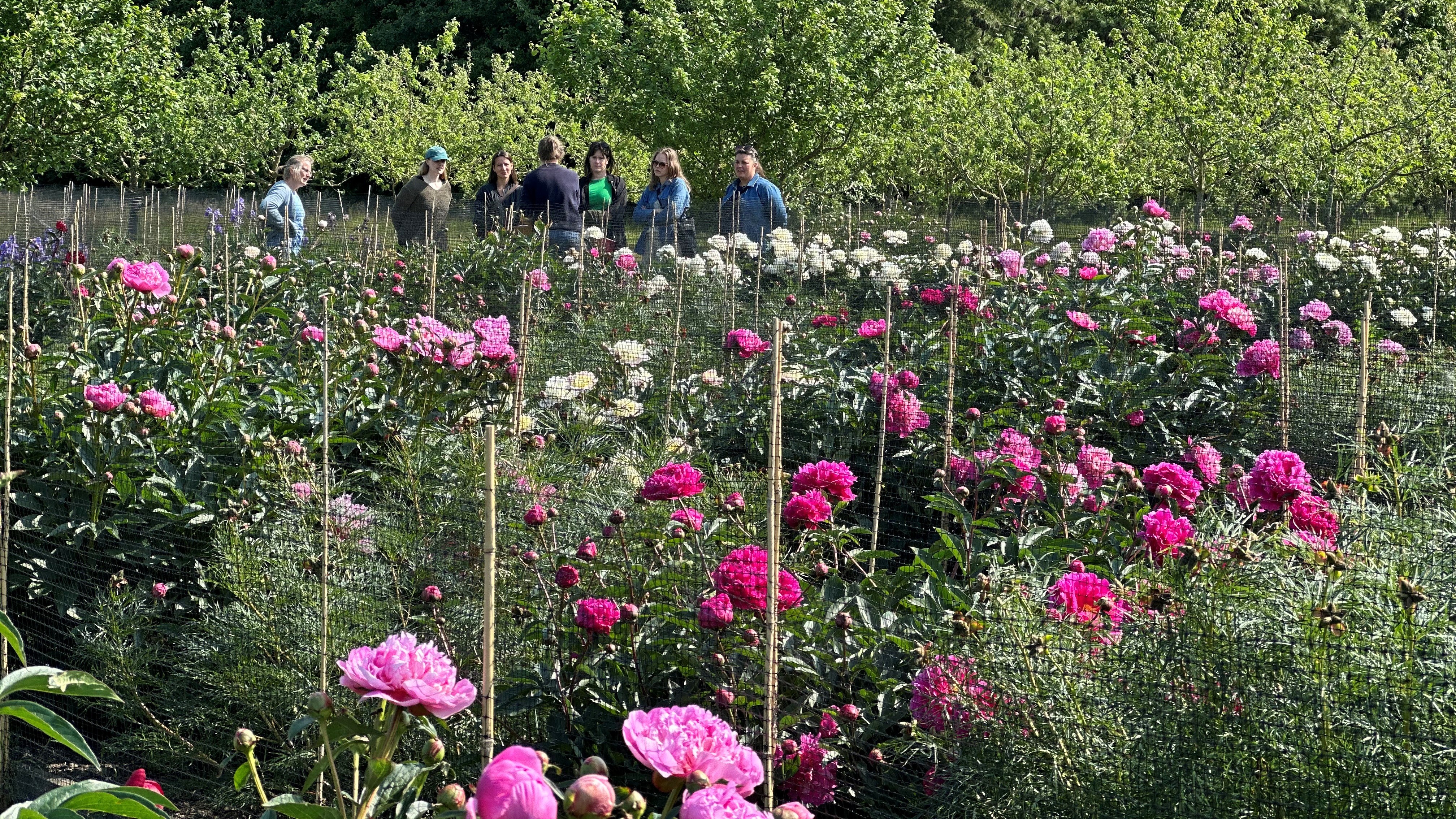 En grupp besökare lyssnar på en av genbankens anställda som har en visning. I förgrunden syns blommande luktpioner. 