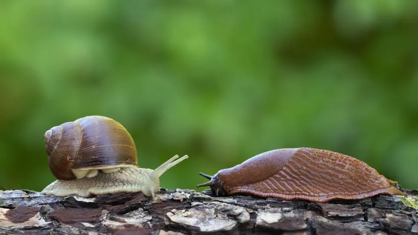 Fotografi av en snäcka och en snigel som möts på en liggande trädstam