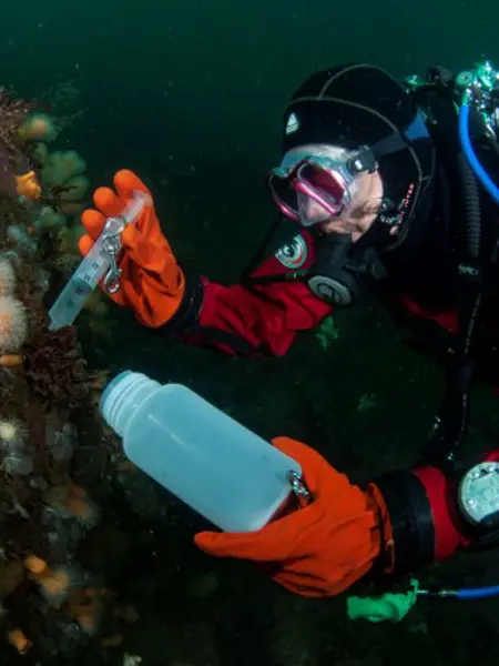 Dykare samlar nakensnäckor. Foto Klas Malmberg