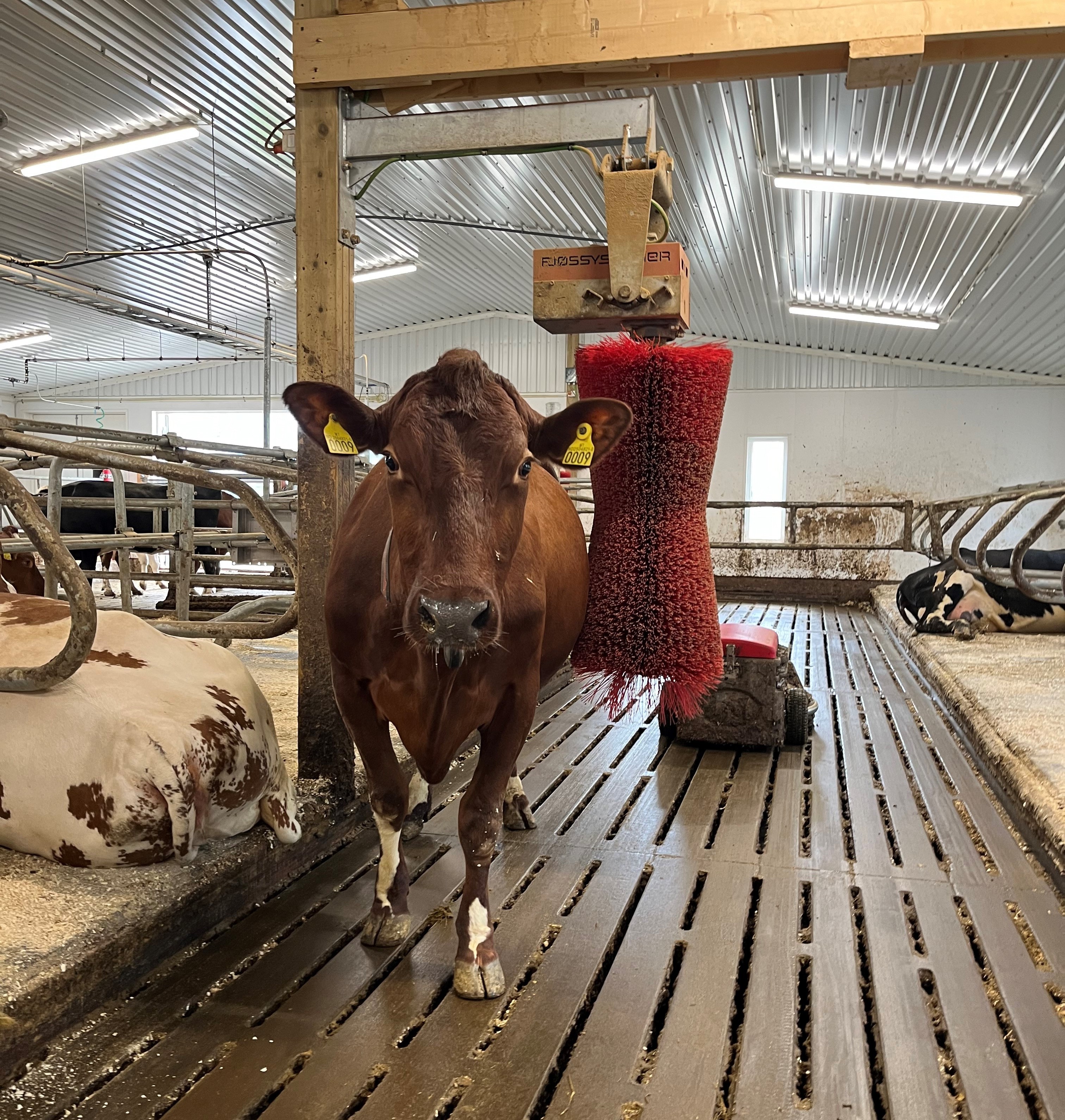 Mjölkko i lösdrift