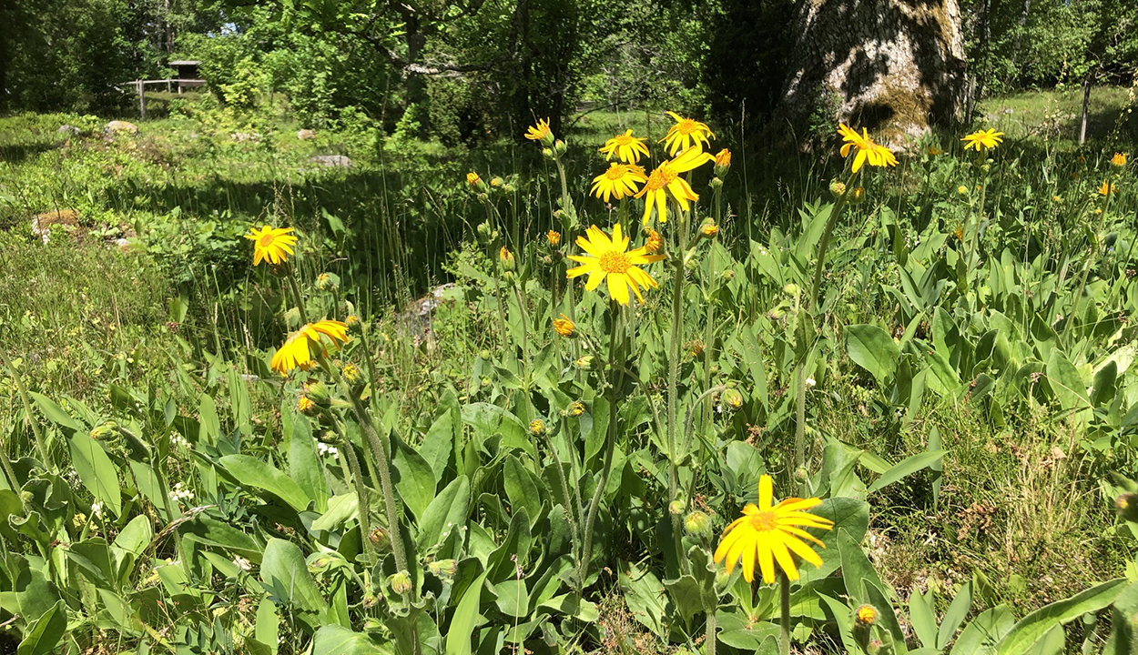 Gula blommor i grönt gräs. Foto