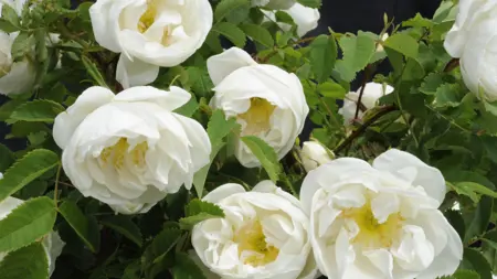 Foto av Grönt kulturarv®s spinosissima-rosen 'Vaplan'. I bild syns flera halvfyllda vita blommor med gula ståndare och pistiller. I bakgrunden syns en blomknopp samt de gröna sågtandade bladen och bruna kvistar.