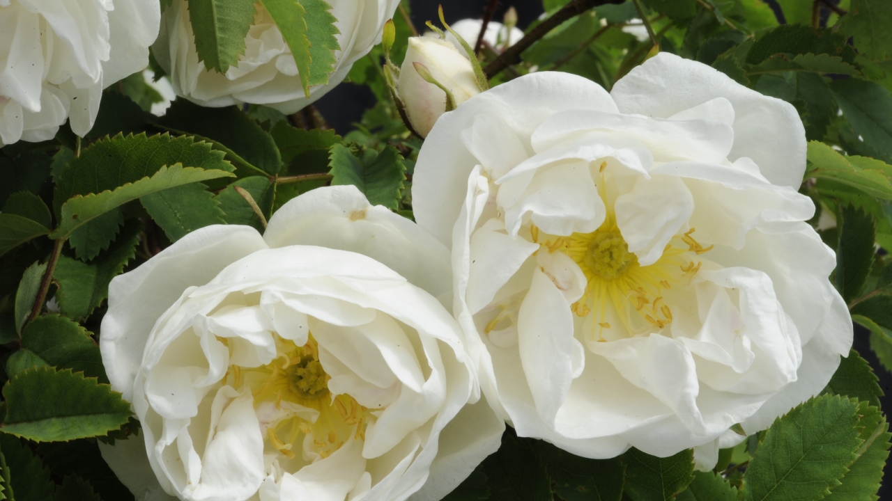 Foto av Grönt kulturarv®s spinosissima-rosen 'Vaplan'. I bild syns två halvfyllda vita blommor med gula ståndare och pistiller. I bakgrunden syns en blomknopp samt de gröna sågtandade bladen.