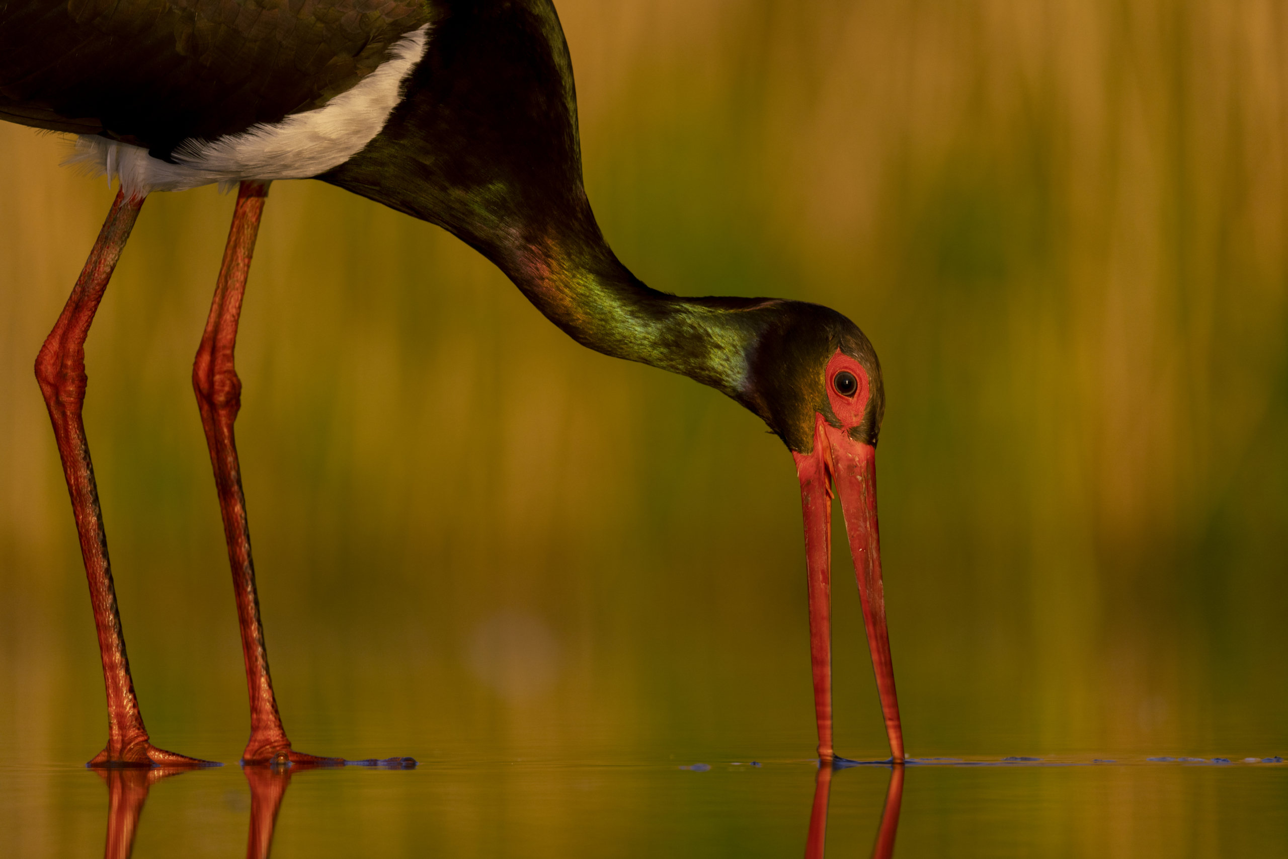 Foto av en stor svart stork i ett vattendrag.